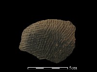 藏品(陶片)的圖片