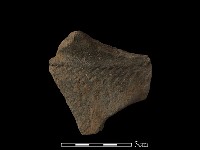 藏品(陶片)的圖片