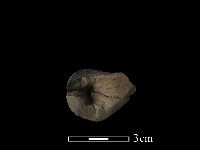 藏品(陶蓋鈕)的圖片