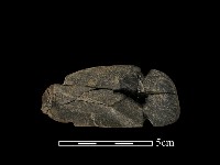 藏品(網墜)的圖片