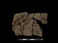 藏品(陶片)的圖片