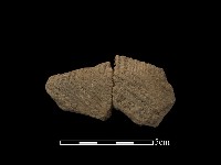 藏品(陶片)的圖片