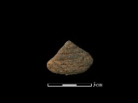 藏品(陶片)的圖片