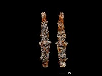 藏品(鐵鏃)的圖片