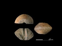 藏品(紡輪)的圖片