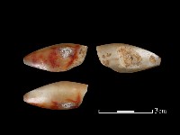 藏品(瑪瑙珠)的圖片