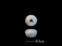 藏品(玻璃珠)的圖片