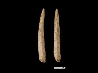 藏品(帶加工痕獸骨)的圖片