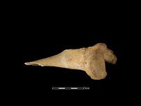 藏品(梅花鹿骨)的圖片