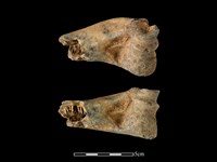 藏品(梅花鹿骨)的圖片