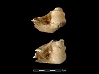 藏品(梅花鹿骨)的圖片