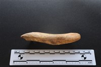 藏品(梅花鹿骨)的圖片