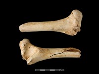 藏品(梅花鹿骨)的圖片