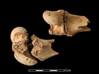 藏品(梅花鹿骨)的圖片