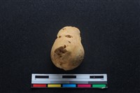 藏品(梅花鹿骨)的圖片