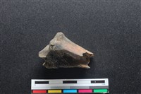 藏品(梅花鹿骨)的圖片