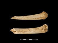 藏品(梅花鹿骨)的圖片