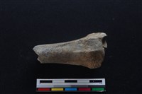 藏品(梅花鹿骨)的圖片