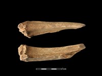 藏品(梅花鹿骨)的圖片