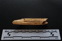 藏品(梅花鹿骨)的圖片