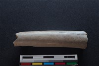 藏品(梅花鹿骨)的圖片