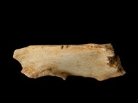 藏品(梅花鹿骨)的圖片