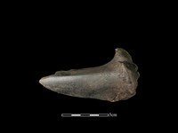 藏品(梅花鹿骨)的圖片