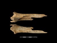 藏品(梅花鹿骨)的圖片