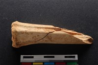 藏品(梅花鹿骨)的圖片