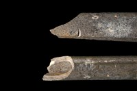 藏品(梅花鹿骨)的圖片