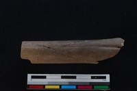 藏品(梅花鹿骨)的圖片