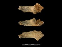 藏品(梅花鹿骨)的圖片