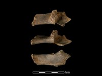 藏品(梅花鹿骨)的圖片