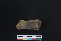 藏品(梅花鹿骨)的圖片