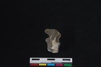 藏品(梅花鹿骨)的圖片