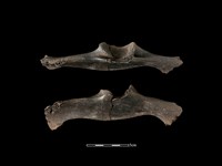 藏品(梅花鹿骨)的圖片