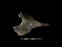 藏品(梅花鹿骨)的圖片