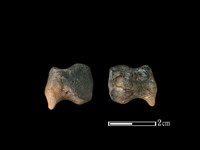 藏品(梅花鹿骨)的圖片