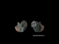 藏品(梅花鹿骨)的圖片