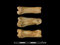 藏品(梅花鹿骨)的圖片