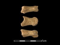 藏品(梅花鹿骨)的圖片