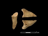 藏品(梅花鹿骨)的圖片