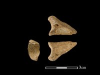 藏品(梅花鹿骨)的圖片