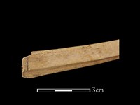 藏品(梅花鹿骨)的圖片