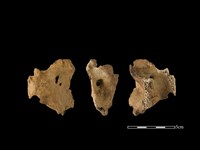 藏品(梅花鹿骨)的圖片