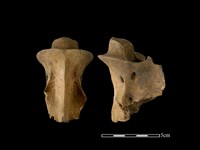 藏品(梅花鹿骨)的圖片