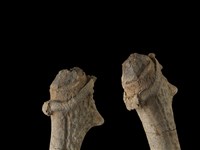 藏品(梅花鹿骨)的圖片