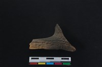 藏品(梅花鹿骨)的圖片
