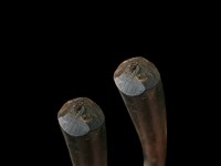 藏品(梅花鹿骨)的圖片