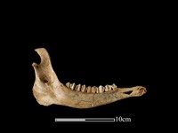 藏品(梅花鹿骨)的圖片